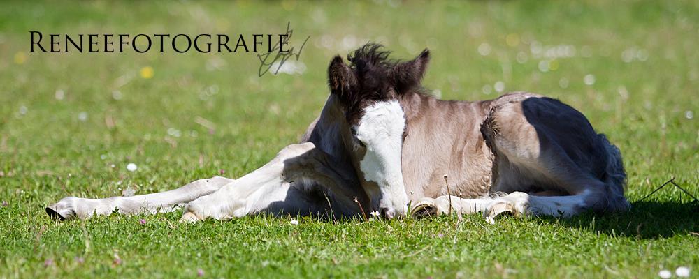 horse and foal pictures